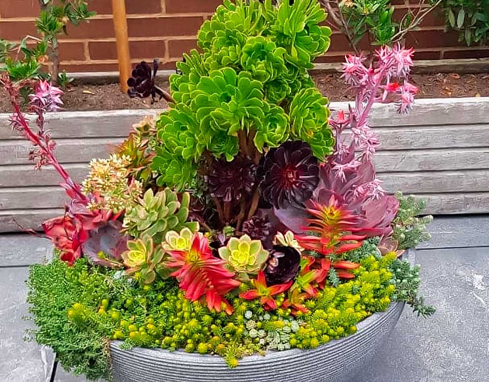 PROYECTOS AMBIENTALES